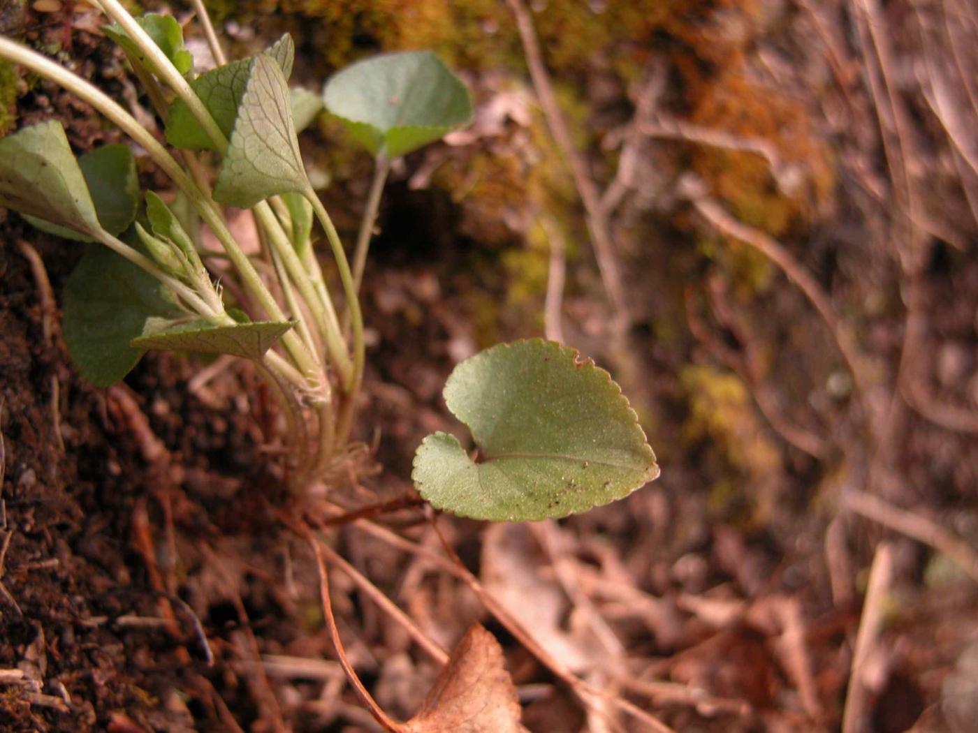 Violet, Teesdale leaf